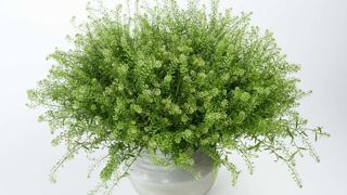 Lepidium GREEN DRAGON®. Lepidium GREEN DRAGON®.