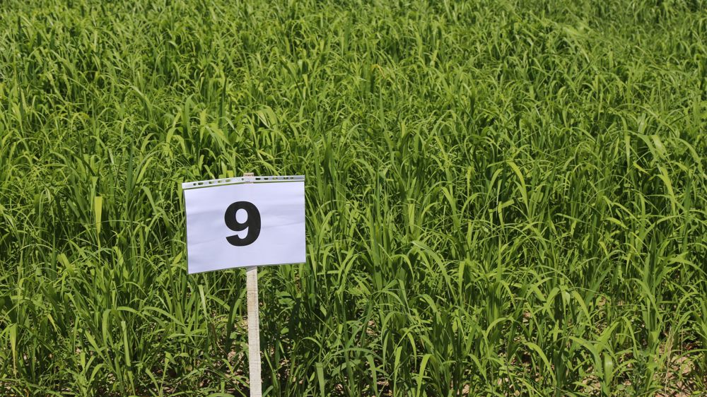 Le semis de cultures dérobées facilitent le renouvellement des prairies.