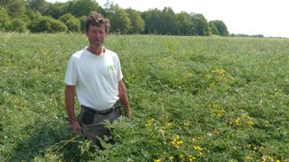 Chez Claude Le Priol, les rendements des lupins blanc (ici en culture) et jaune atteignent 2,5 à 3 tonnes par hectare.