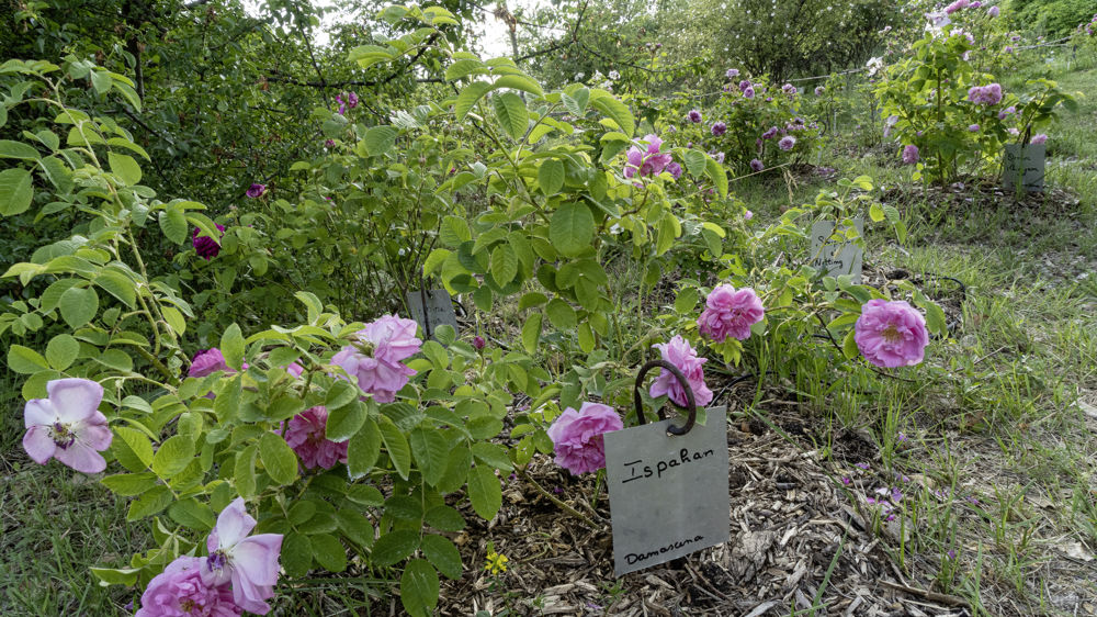 Chaque rosier est identifié par un petit panneau.