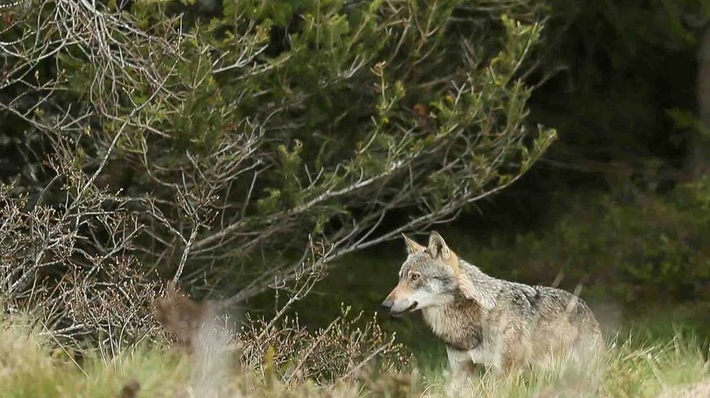Le Tyrol a autorisé le prélèvement des loups estimant que les prédateurs menacent la pérennité de l'économie alpestre.