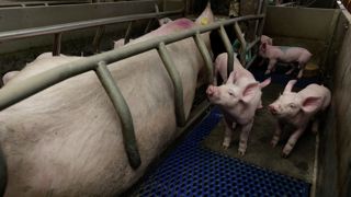 Selon les scénarios de transition retenus, l'arrêt des cases de mise bas pour les truies pourrait engendrer une diminution de la production porcine européenne de 23,6 %, 8,4 % ou 0,5 %. Selon les scénarios de transition retenus, l'arrêt des cases de mise bas pour les truies pourrait engendrer une diminution de la production porcine européenne de 23,6 %, 8,4 % ou 0,5 %.