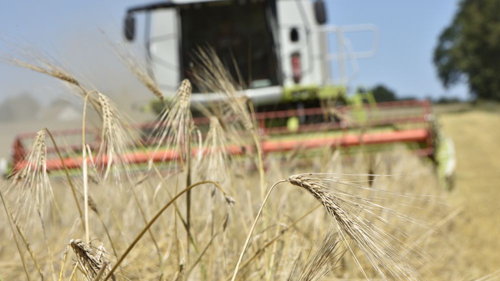Au 19 juin 2023, 10% des parcelles d'orge d'hiver avaient été récoltées en France.