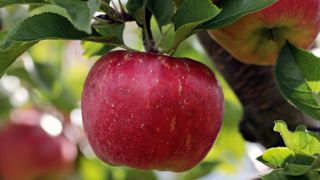 L'association nationale pommes poires dénonce la commercialisation par certains opérateurs de produits polonais. L'association nationale pommes poires dénonce la commercialisation par certains opérateurs de produits polonais.