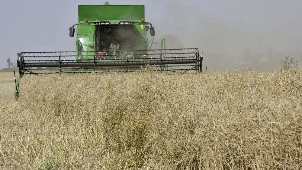 « Les variétés de colza cultivées actuellement ont un comportement à l’égrenage meilleur que par le passé et les pertes par égrenage sont nettement inférieures aux pertes arrière liées à la sous-maturité », souligne Terres Inovia.