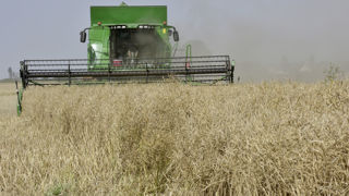 « Les variétés de colza cultivées actuellement ont un comportement à l’égrenage meilleur que par le passé et les pertes par égrenage sont nettement inférieures aux pertes arrière liées à la sous-maturité », souligne Terres Inovia. « Les variétés de colza cultivées actuellement ont un comportement à l’égrenage meilleur que par le passé et les pertes par égrenage sont nettement inférieures aux pertes arrière liées à la sous-maturité », souligne Terres Inovia.
