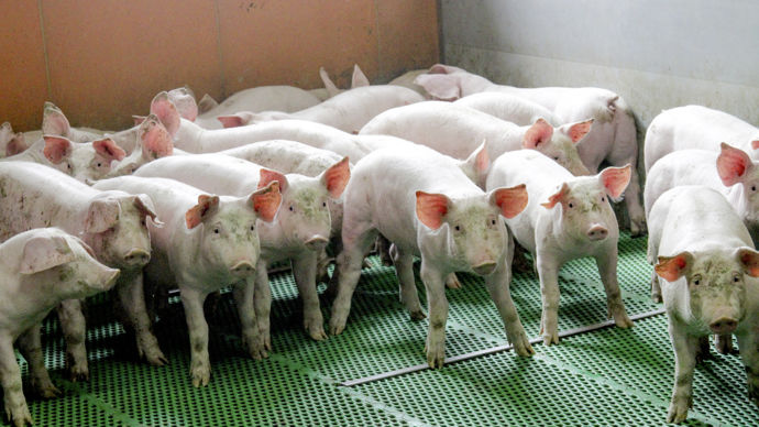 La fusion des OP aboutirait à une offre commune de plus de 4 millions de porcs charcutiers par an avec plus de 1 000 éleveurs.