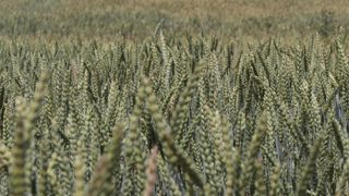 Les marchés à l'exportation du blé bio dépendent des conditions climatiques et de la géopolitique.