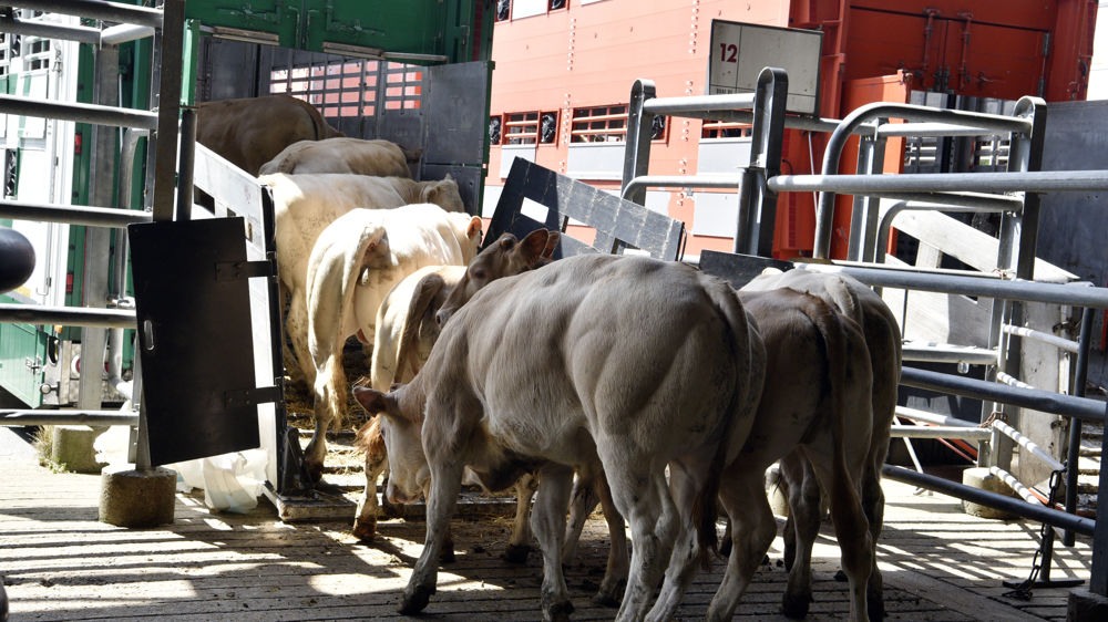 En moyenne, deux heures de trajet séparent les bovins entre l'élevage à l'abattoir.