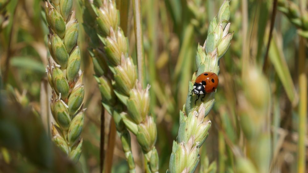 L’État a jusqu'au 30 juin 2024 pour « prendre toutes les mesures utiles pour respecter les objectifs de réduction des pesticides prévus par les plans Ecophyto ».