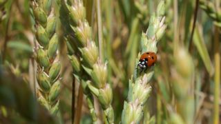 L’État a jusqu'au 30 juin 2024 pour « prendre toutes les mesures utiles pour respecter les objectifs de réduction des pesticides prévus par les plans Ecophyto ». L’État a jusqu'au 30 juin 2024 pour « prendre toutes les mesures utiles pour respecter les objectifs de réduction des pesticides prévus par les plans Ecophyto ».