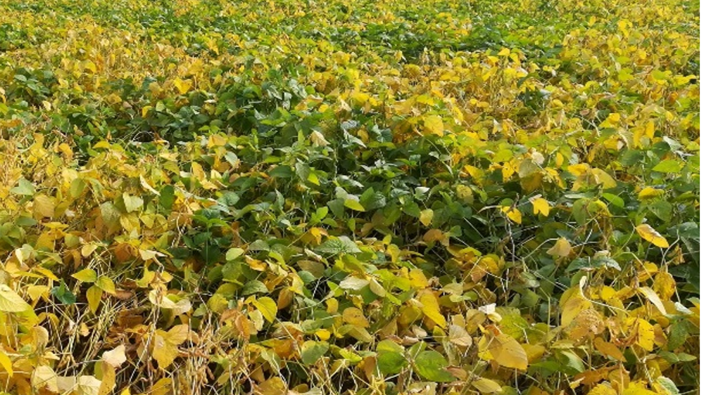 Le soja et le tournesol seraient les cultures dérobées les plus adaptées  en Occitanie, à condition d'avoir accès à l'eau.
