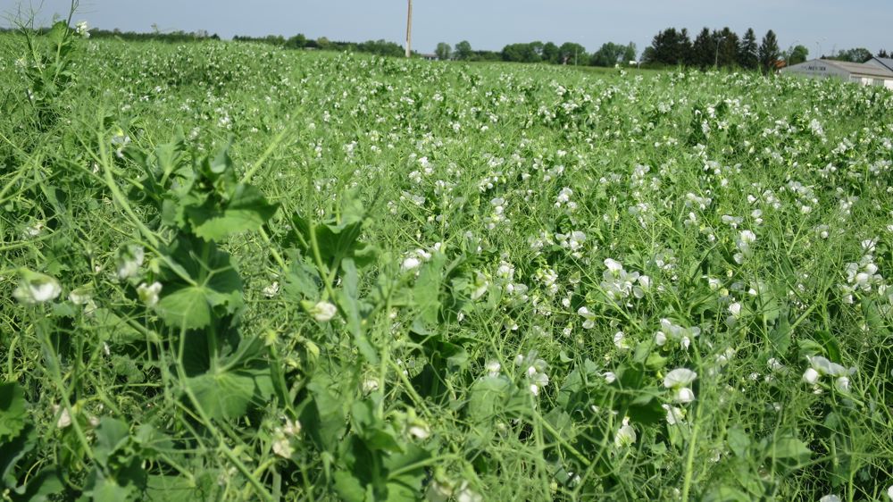 Les enseignements du premier plan de la filière des huiles et protéines végétales ont dévoilé les prémices d’une feuille de route  pour « poursuivre les efforts collectifs ».