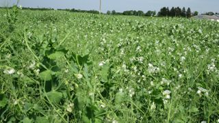 Les enseignements du premier plan de la filière des huiles et protéines végétales ont dévoilé les prémices d’une feuille de route  pour « poursuivre les efforts collectifs ».