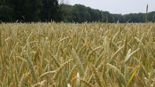 Dans ses prévisions de juin 2023, le Conseil international des céréales prévoit une production mondiale de blé de 786 millions de tonnes cette année.