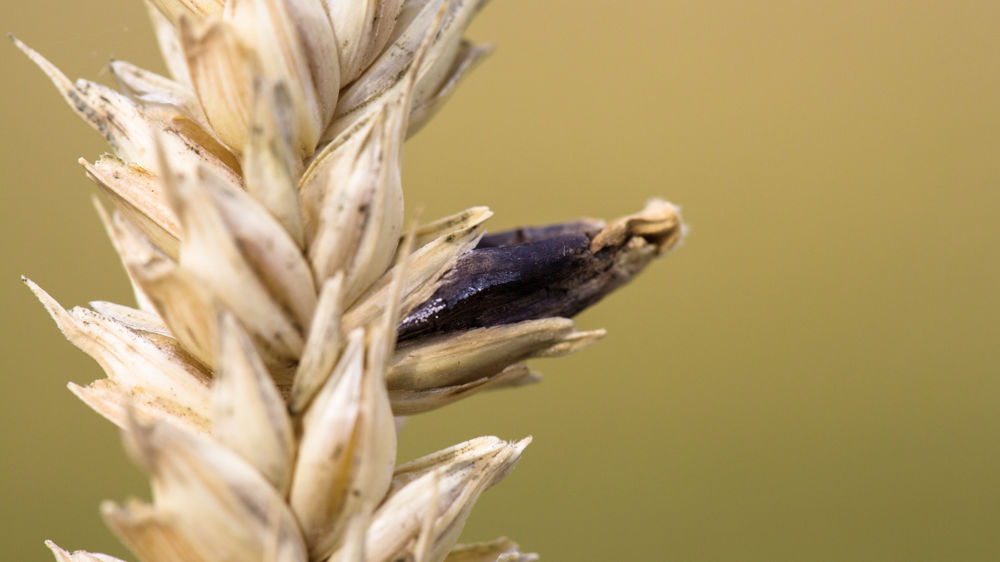 Un climat défavorable à l’installation de l’ergot et un désherbage non satisfaisant augmentent le risque d’inoculum d’ergot dans la parcelle.