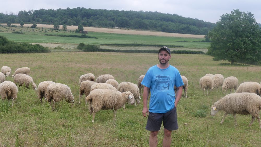 William Laval, éleveur périgourdin à la limite du Lot, a bénéficié d'un lot de brebis agées de 11 mois pour débuter sa production.