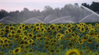 L'absence d'irrigation a souvent conduit à des rendements médiocres sur les parcelles suivies dans le cadre du projet 3C2A. L'absence d'irrigation a souvent conduit à des rendements médiocres sur les parcelles suivies dans le cadre du projet 3C2A.