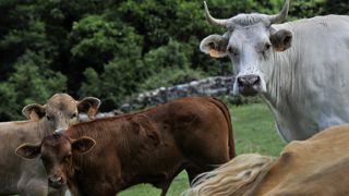 La cour administrative d’appel de Marseille a rétabli la carte des Espaces stratégiques agricoles (ESA) de Corse qui sanctuarise 100 000 hectares pour l’agriculture dans l’île. La cour administrative d’appel de Marseille a rétabli la carte des Espaces stratégiques agricoles (ESA) de Corse qui sanctuarise 100 000 hectares pour l’agriculture dans l’île.