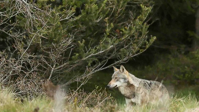 Deutsche Züchter wollen eine bessere Regulierung von Wölfen