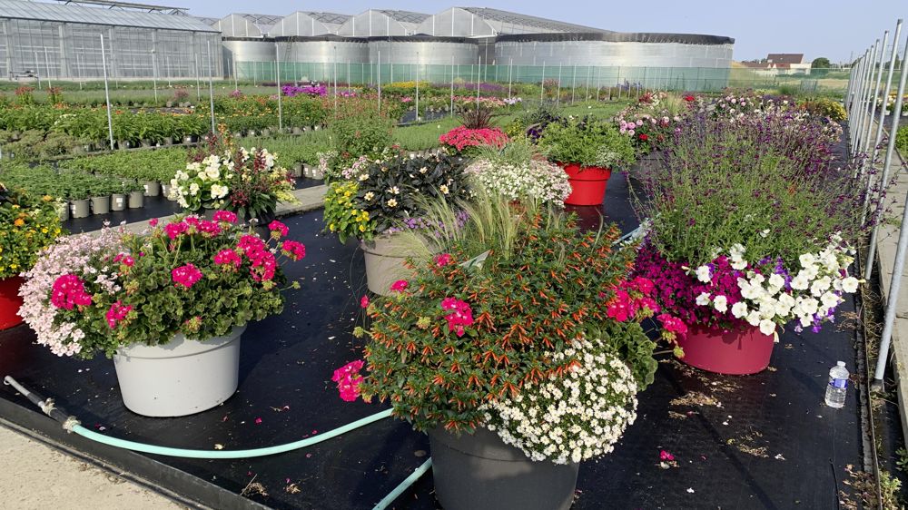 Une quarantaine de cultivars et coloris nouveaux, et une trentaine d’associations en très gros contenants ont été dévoilés fin juin par Syngenta Flowers au sein des Ets Bourgogne Plantes à Crimolois (21).