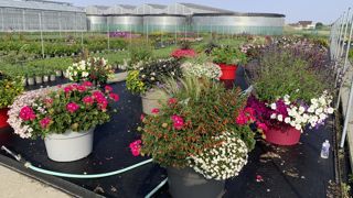 Une quarantaine de cultivars et coloris nouveaux, et une trentaine d’associations en très gros contenants ont été dévoilés fin juin par Syngenta Flowers au sein des Ets Bourgogne Plantes à Crimolois (21).