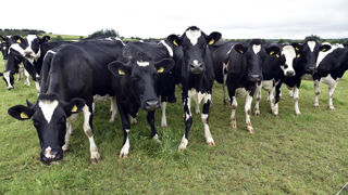 Les objectifs climatiques de l'Irlande pousse le pays à abattre 200 000 vaches d'ici à trois ans. Les objectifs climatiques de l'Irlande pousse le pays à abattre 200 000 vaches d'ici à trois ans.