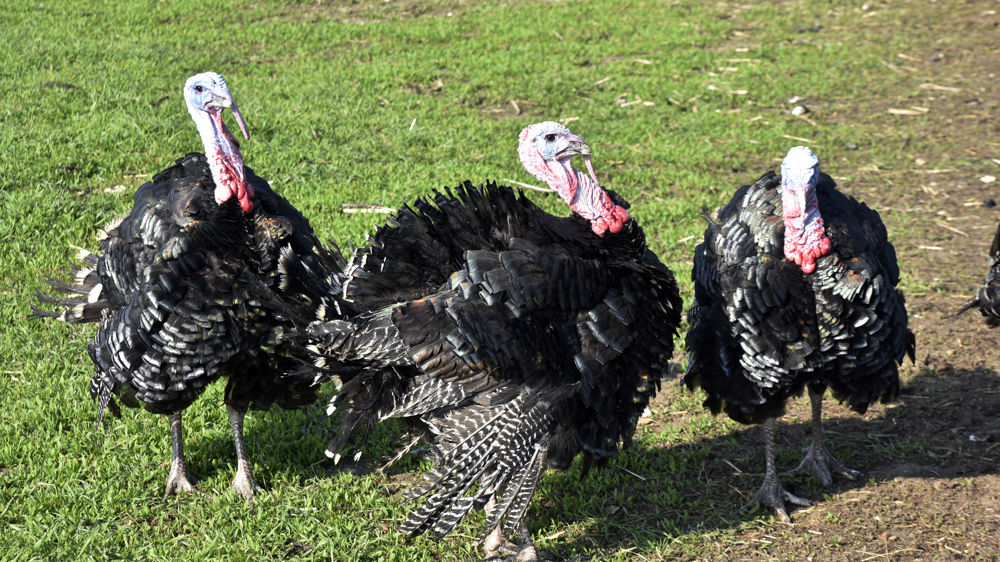 Plusieurs milliers de dindes ont été abattues dans un élevage du Pas-de-Calais après la découverte d'un foyer de grippe aviaire le 5 juillet 2023.