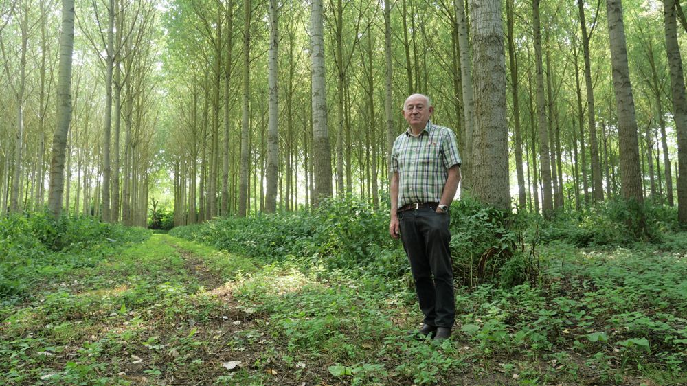 Les orties sont récoltées entre les lignes de peuplier.