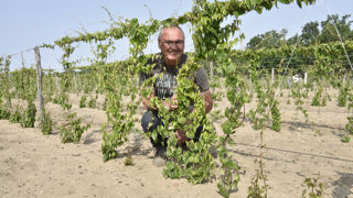 « J'ai actuellement 1,5 hectare d'ignames », informe Olivier Cadoux.