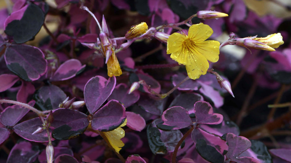 Oxalis 'Plum Crazy'.