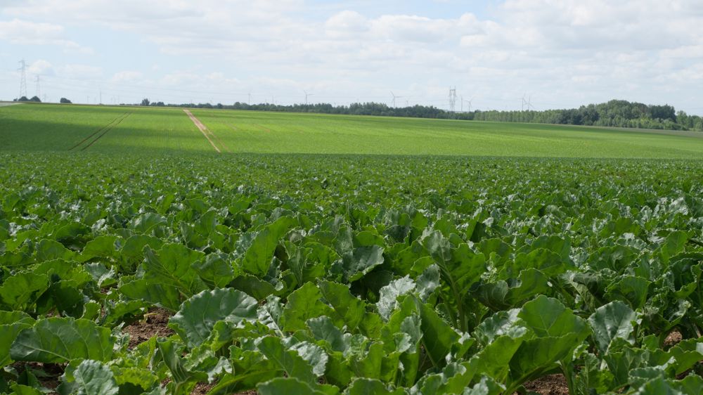Selon Saint Louis Sucre, sa stratégie économique « porte ses fruits ».
