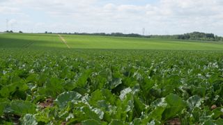 Selon Saint Louis Sucre, sa stratégie économique « porte ses fruits ».