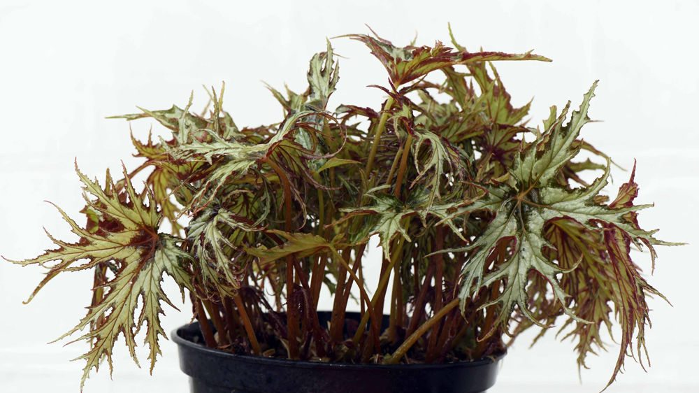 Begonia U614.