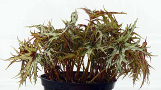Begonia U614. Begonia U614.