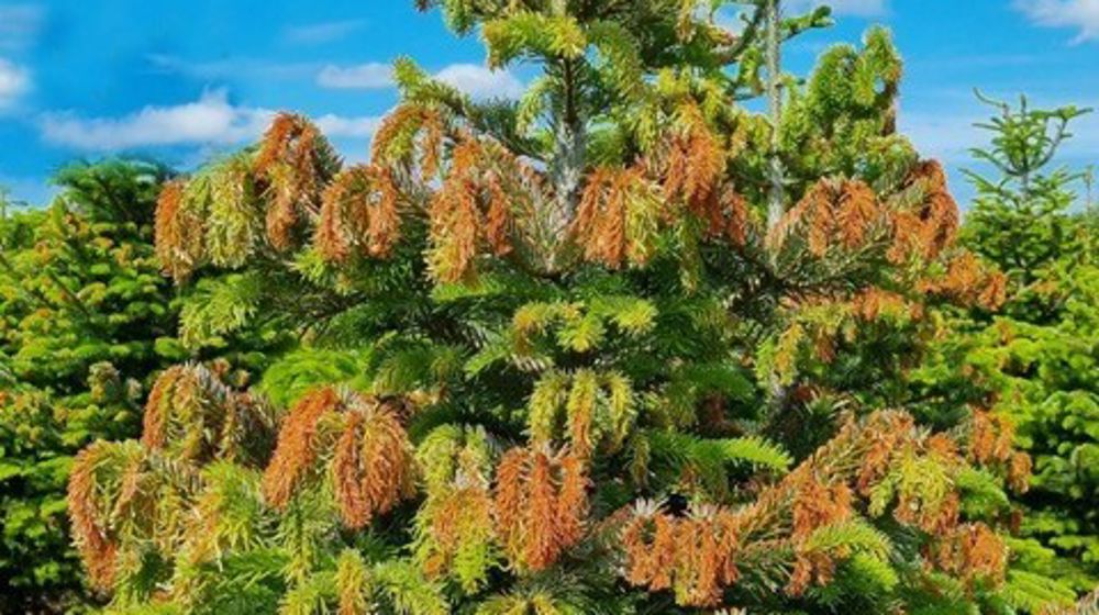 Dans la nuit du 3 juin dernier, un gel exceptionnel a provoqué des dégâts sur des sapins cultivés en Pologne. Certains approvisionnements en vue de Noël 2023 seront impactés, prévient le Centre d’information du sapin Nordmann. Dans la nuit du 3 juin dernier, un gel exceptionnel a provoqué des dégâts sur des sapins cultivés en Pologne. Certains approvisionnements en vue de Noël 2023 seront impactés, prévient le Centre d’information du sapin Nordmann.