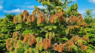 Dans la nuit du 3 juin dernier, un gel exceptionnel a provoqué des dégâts sur des sapins cultivés en Pologne. Certains approvisionnements en vue de Noël 2023 seront impactés, prévient le Centre d’information du sapin Nordmann. Dans la nuit du 3 juin dernier, un gel exceptionnel a provoqué des dégâts sur des sapins cultivés en Pologne. Certains approvisionnements en vue de Noël 2023 seront impactés, prévient le Centre d’information du sapin Nordmann.