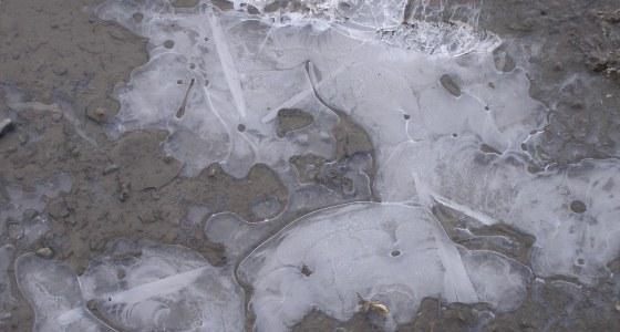 Gelées au sol