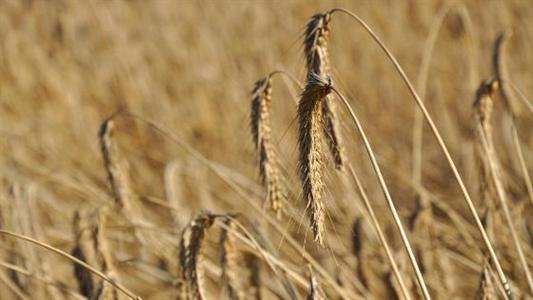Triticale - récolte 2012