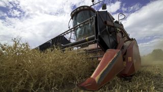 Selon Terres Inovia, la récolte de pois s'est dans l'ensemble déroulée dans des conditions correctes dans le Sud-Ouest. Selon Terres Inovia, la récolte de pois s'est dans l'ensemble déroulée dans des conditions correctes dans le Sud-Ouest.