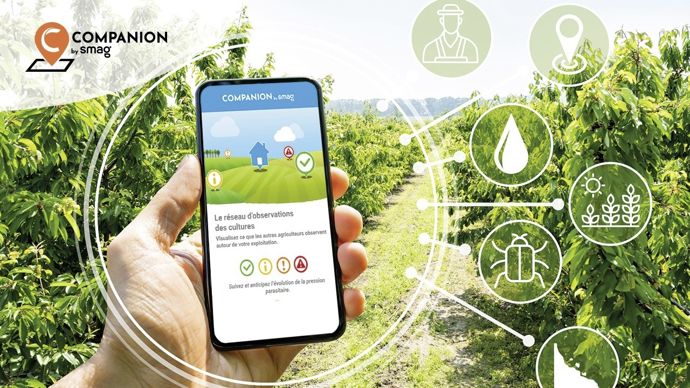 À ce jour, plus de 20 cultures sont référencées sur l’outil BASF Companion, qui devient Companion by Smag, avec près de 500 bioagresseurs disponibles à la reconnaissance via des fiches pédagogiques.