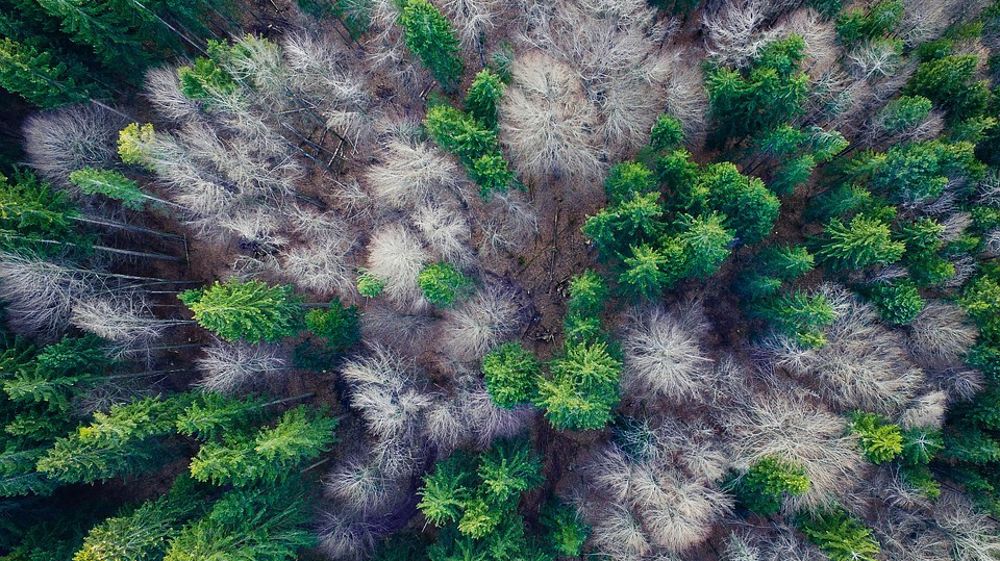 L'Observatoire des forêts françaises a été lancé le 10 juillet 2023, afin de centraliser, produire et partager les données indispensables à leur pilotage.