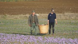 La faible production et la concurrence à l'export inquiète les producteurs de safran.