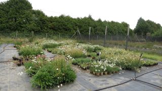 Avec Plantar, la mise en place d’un système de production à bas niveau d’intrants (alternatives à la tourbe et au plastique) sera discuté le 27 septembre prochain.