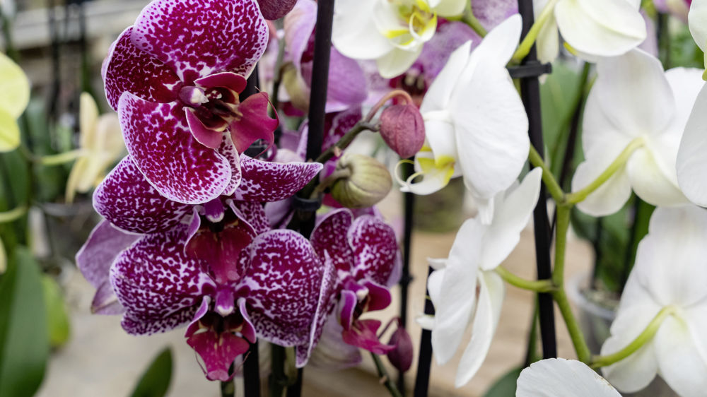 À Roquebrune-sur-Argens poussent, dans des serres ouvertes au public, des orchidées destinées à toute la France.