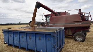 Les récoltes françaises de blé avance rapidement, avec des prix en légère baisse cette semaine.