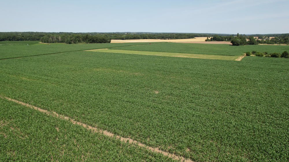 Dans son rapport mensuel de juillet 2023, le ministère américain de l'agriculture (USDA) a revu en hausse ses estimations de production américaine de maïs et de blé.