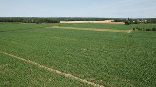 Dans son rapport mensuel de juillet 2023, le ministère américain de l'agriculture (USDA) a revu en hausse ses estimations de production américaine de maïs et de blé.