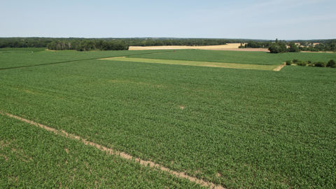 Dans son rapport mensuel de juillet 2023, le ministère américain de l'agriculture (USDA) a revu en hausse ses estimations de production américaine de maïs et de blé.