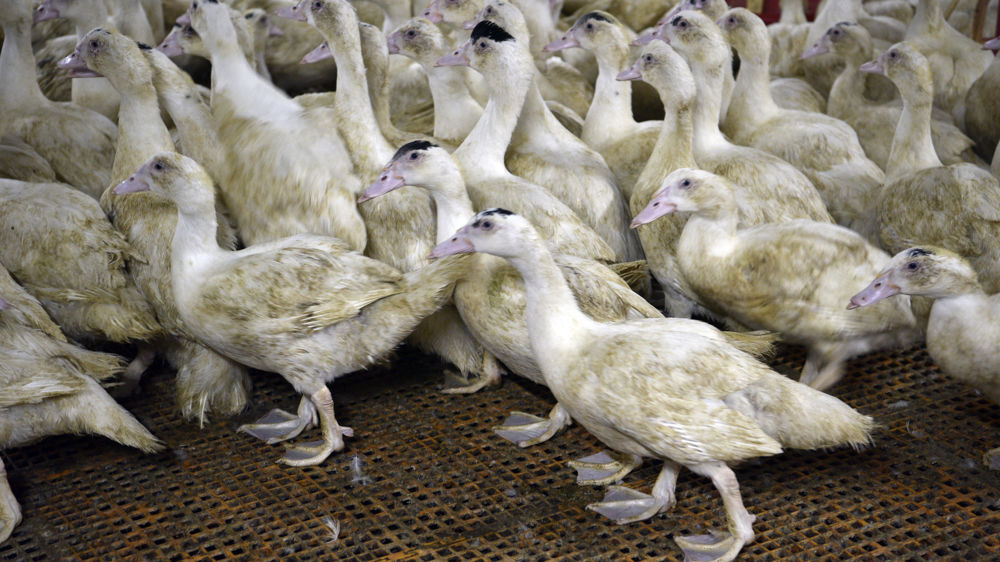 Le laboratoire allemand Boehringer Ingelheim a été choisi par le ministère de l'Agriculture pour réaliser les vaccins contre l'influenza aviaire, dans le cadre de la campagne de vaccination de cet automne en France.